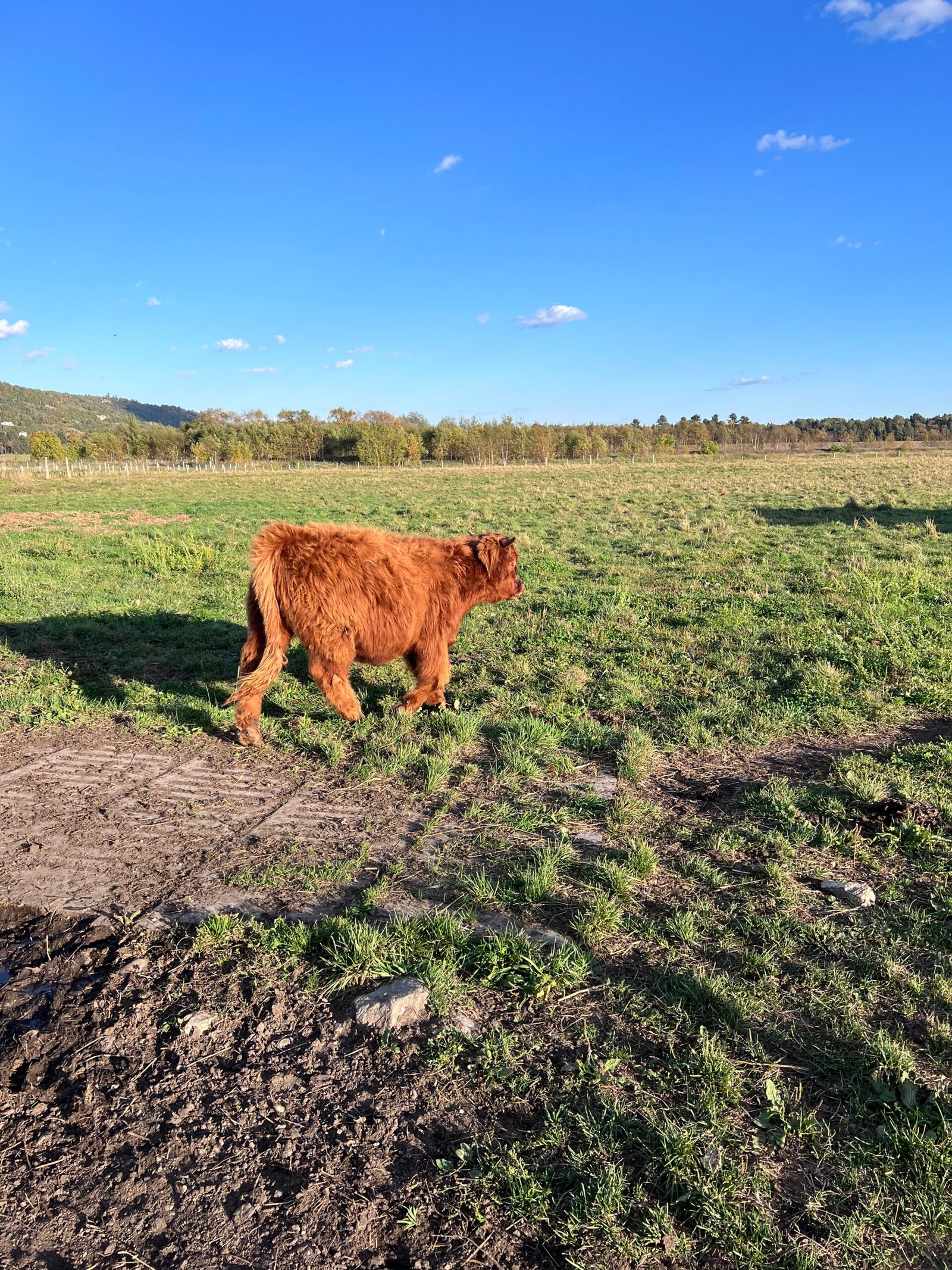 One of the cows roaming around at the farm section of the hotel
