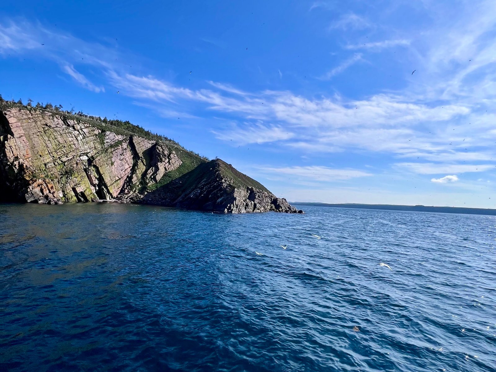 Top 7 Things to Do in St. John’s, Newfoundland: Whale Watching, Cape Spear & More Whale Watching in St. John